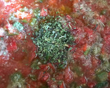Foto del paso 1 de la receta: "Pizza valenciana", o coca de viernes, 🌱