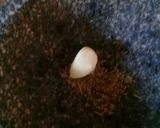 Foto del paso 3 de la receta: Caldito de pollo 🍜🐥