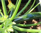 A picture of step 1 of Summer in Provence Cheezette - cheesy herby courgette bake.