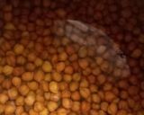 A picture of step 1 of Kala chana masala.