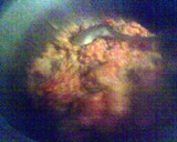 A picture of step 1 of CHILLI WITH BEANS®.
