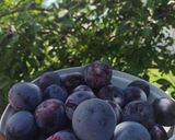 Foto del paso 1 de la receta: Mermelada de ciruelas casera