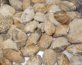 A picture of step 1 of Clam in Garlic and Ginger.