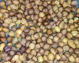 কার্ডি ব্ল্যাক চানা (Curdy Black Chana recipe in Bengali) রেসিপি ধাপ - 2 ছবি