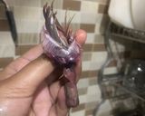 Foto langkah ke 1 dari resep Ikan Goreng Ikan Laut Ikan Kerapu Ikan kembung Bumbu Marinasi.