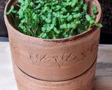 Foto del paso 11 de la receta: Brotes de lino 🌱 Germinación de semillas de lino marrón en germinador de arcilla 🌱