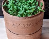 Foto del paso 11 de la receta: Brotes de lino 🌱 Germinación de semillas de lino marrón en germinador de arcilla 🌱