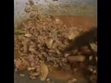 Martabak telor isi daging kari