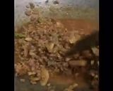 Foto langkah ke 2 dari resep Martabak telor isi daging kari.