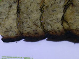 Bolu pisang