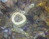 A picture of step 1 of Meat cabbage mix, with ugali, avocado and mala.
