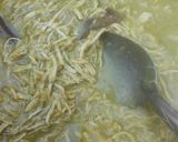 Foto del paso 6 de la receta: Tamales verdes 