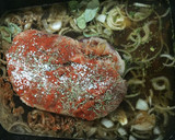 Foto del paso 2 de la receta: Pulled pork/ Bondiola braceada