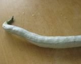 A picture of step 1 of Snake Gourd Champuru.