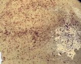 صورة لخطوة 4 من وصفة بسبوسة السينابون
