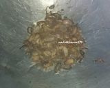 Foto langkah ke 3 dari resep Mie Goreng Jowo Nyemek.