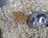 A picture of step 3 of Makhana ladoo.