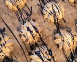 Foto del paso 3 de la receta: Galletas danesas libres de gluten