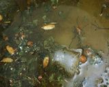 A picture of step 3 of Shayi.