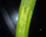A picture of step 1 of Cucumber Raita.