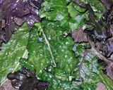 Foto del paso 1 de la receta: Chips de kale snack o picada saludable