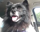 BEARs ORGANIC DOG FOOD Doggie Num-Nums recipe step 6 photo