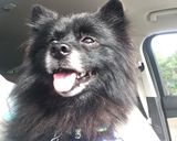 A picture of step 6 of BEAR’s ORGANIC DOG FOOD “Doggie Num-Nums” 🐾.