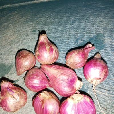 Langkah 2