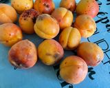 Une image de l'étape 10 de Tarte aux abricots, miel et crème vanille.