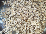 Kodo vegetables millet pancake