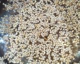 A picture of step 1 of Kodo vegetables millet pancake.