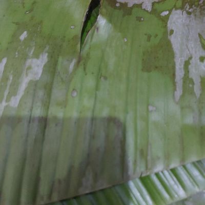 Langkah 3