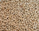 A picture of step 1 of Jowar pongal (healthy lunch).