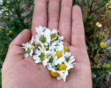 Foto del paso 1 de la receta: Té de Manzanilla