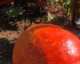 Une image de l'étape 12 de Courge 🐝butternut 🪵facon hasselback 🍂🍁.