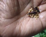 A picture of step 2 of LalKadam.
