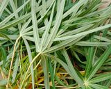 Foto langkah ke 1 dari resep Daun Ubi Tumbuk.