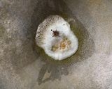 A picture of step 1 of Fried idli.
