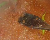 Foto langkah ke 2 dari resep Sayap ayam balado.