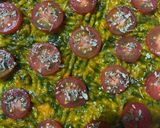 Foto del paso 6 de la receta: Tarta verduras