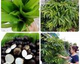 รูปขั้นตอนการทำที่ 2 ของ แกงเห็ดเผาะใส่ผักติ้ว