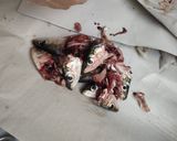 Foto del paso 2 de la receta: Cómo limpiar y congelar sardinas