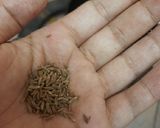 A picture of step 11 of Vegitable tadka khichdi.