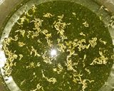 A picture of step 7 of Panipuri.