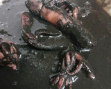 Foto del paso 6 de la receta: Txipirones en su tinta