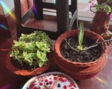 A picture of step 11 of #cook pad India#Velvet Sponge Beetroot Ragi Red cake#.