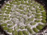 Ñoquis de espinaca sin tacc