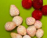 A picture of step 1 of Japanese White Strawberries.