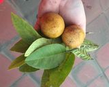Hình bước làm 1 của món Ốc mỡ hấp