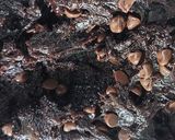 Foto del paso 6 de la receta: Galletas hiper cacao (Galles choco 🫢🍫🍫)